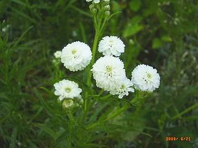 Achillea ptarmica 'The Pearl'